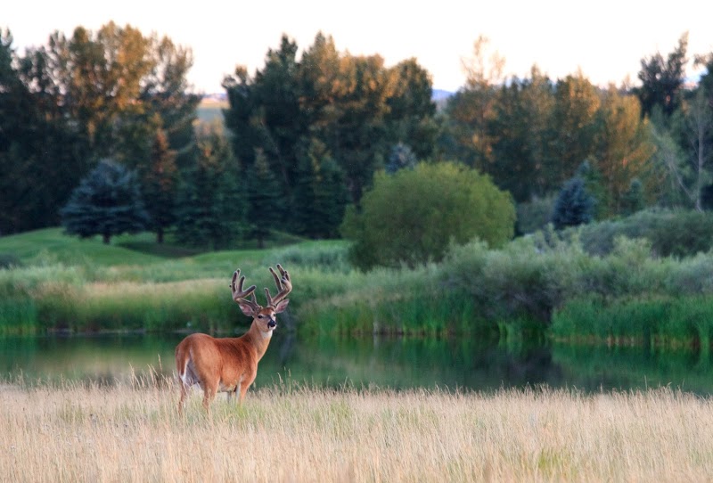 Photo of McKenzie Meadows Golf Club