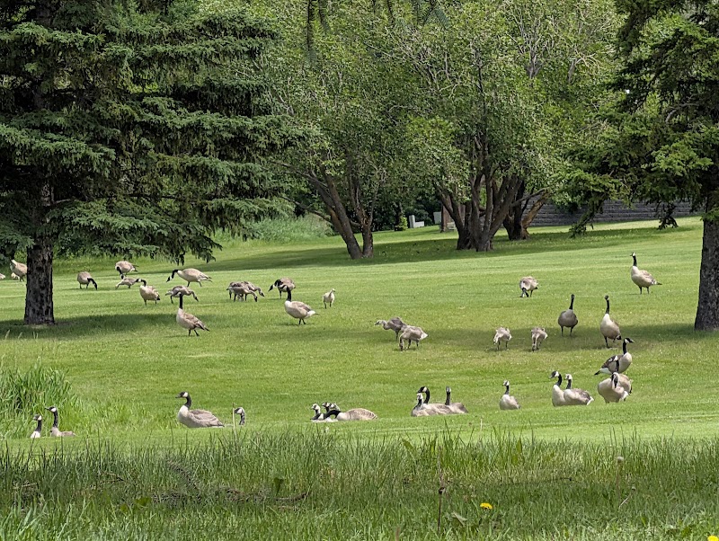 Photo of Mill Woods Golf Club