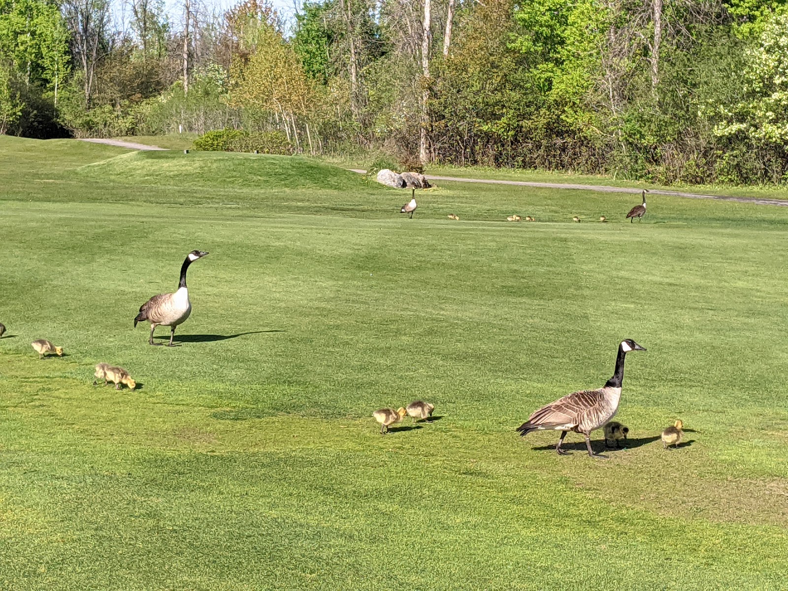 Photo of Club De Golf Metropolitain