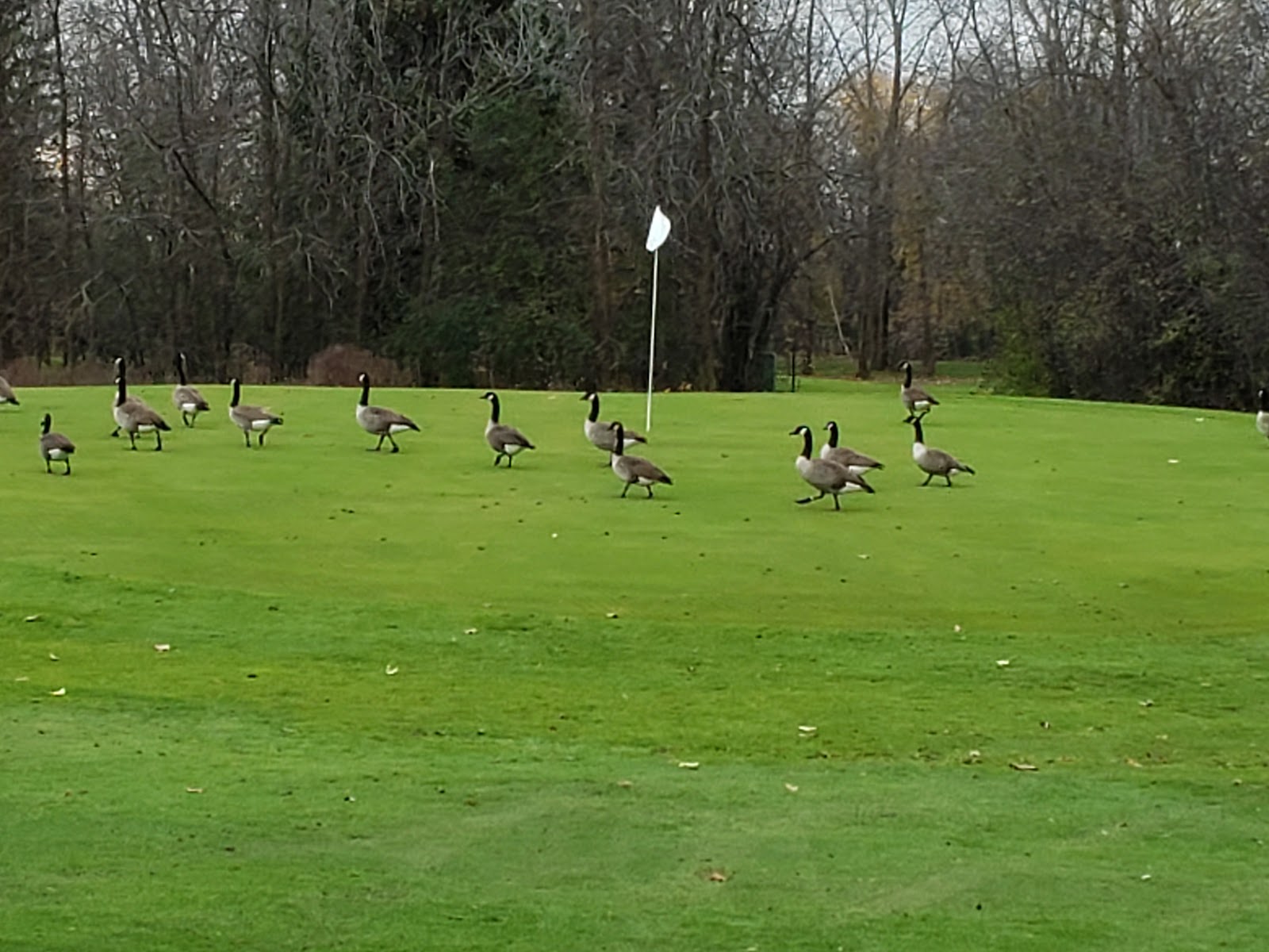 Photo of Golf UFO