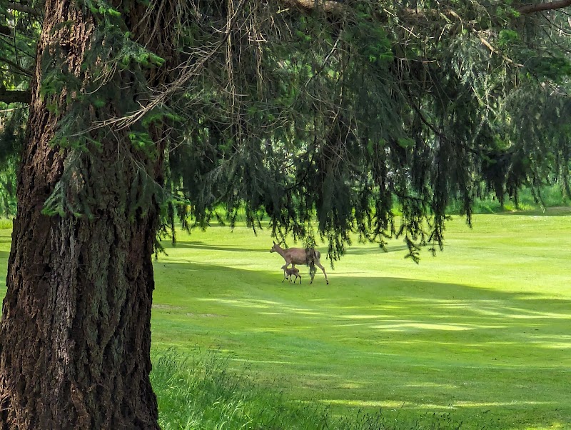 Photo of Comox Golf Club