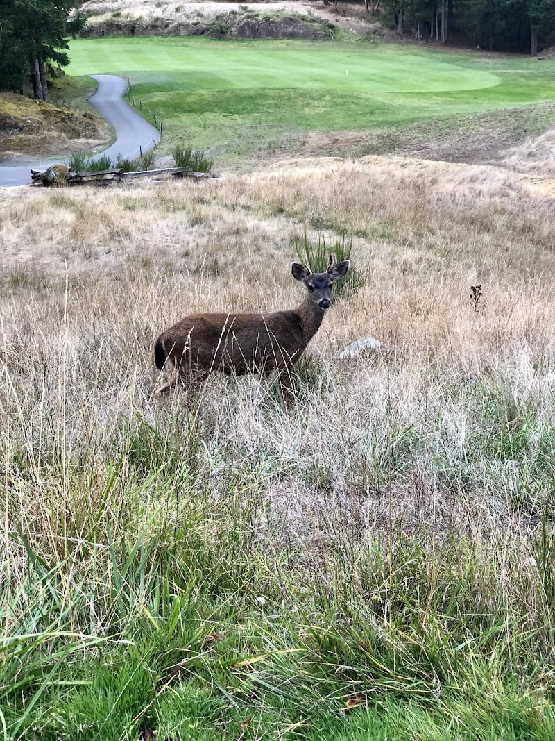 Photo of Olympic View Golf Club
