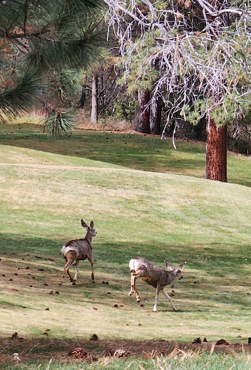 Photo of Pine Hills Golf Club