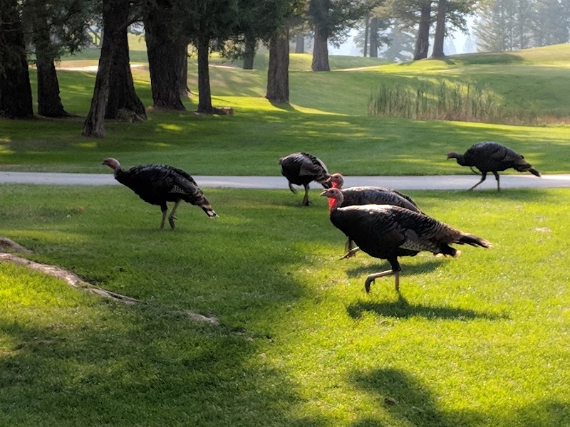 Photo of Radium Course - Radium Golf Group