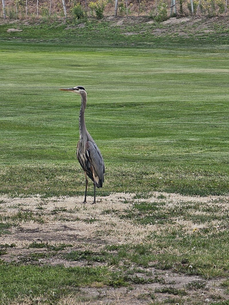 Photo of Skaha Meadows Golf Course