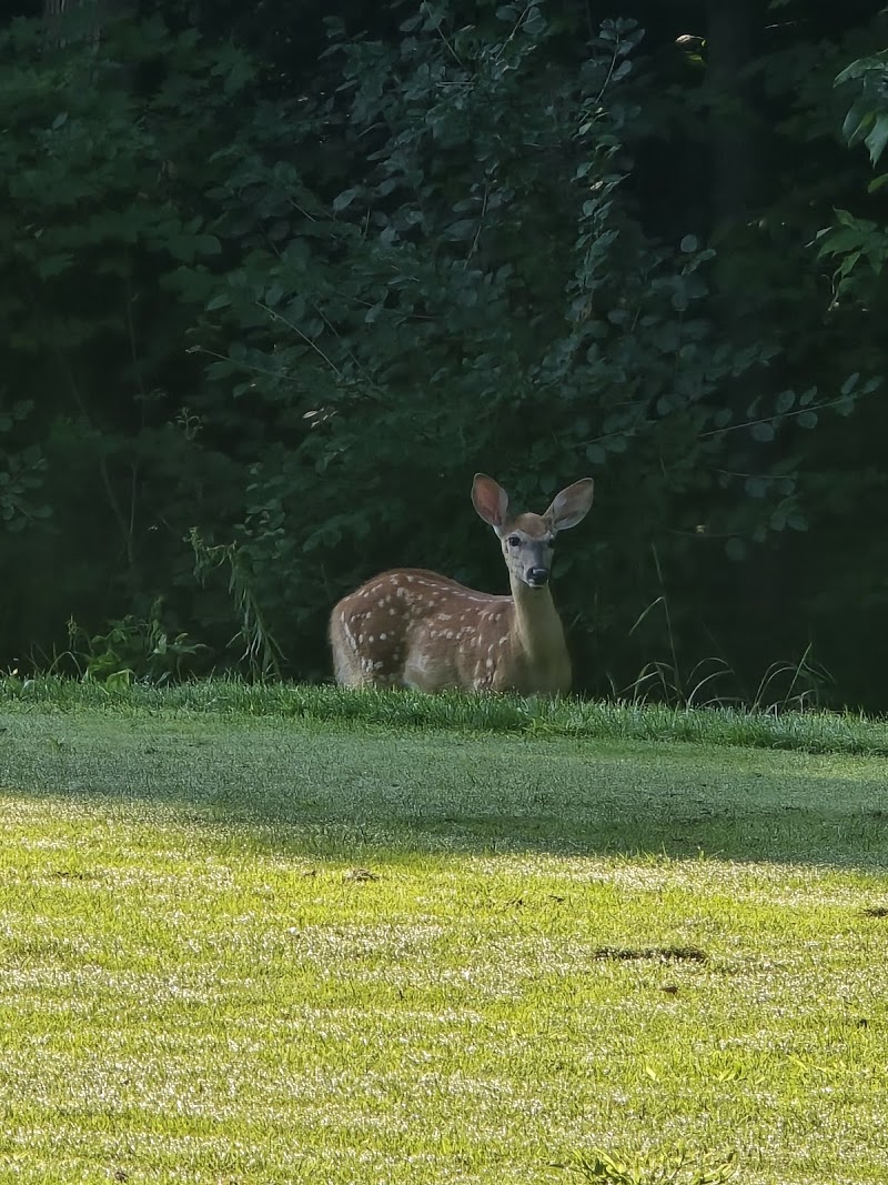 Photo of Sawmill Golf Course
