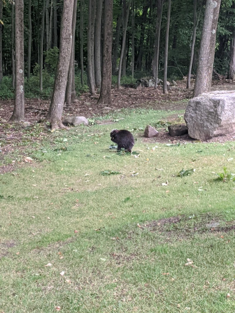 Photo of Black Bear Ridge Golf & Resort