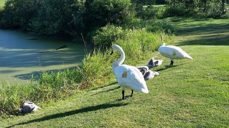 Photo of Savannah Golf Links
