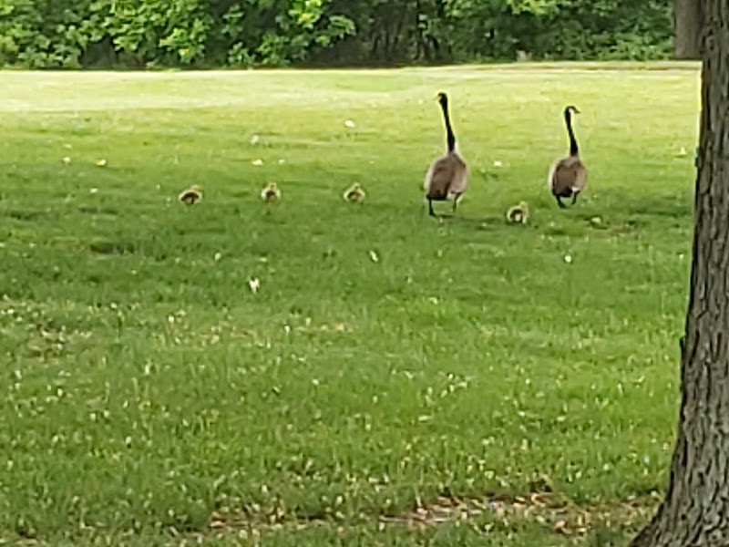 Photo of Little River Golf Course