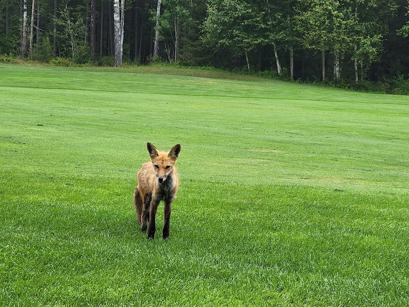 Photo of Spruce Needles Golf Club
