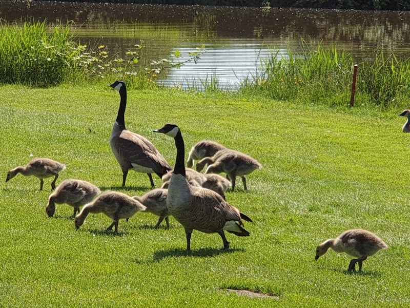 Photo of Belmont Golf Course