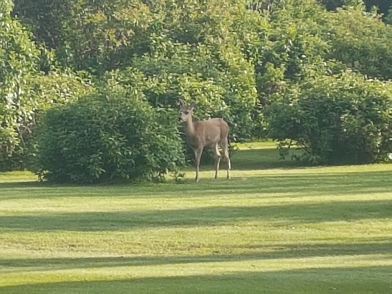 Photo of Balmoral Golf Course