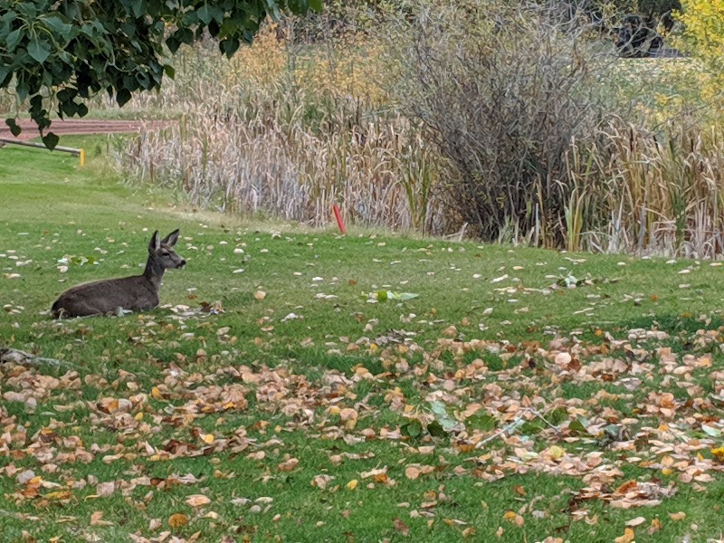 Photo of Camrose Golf Course